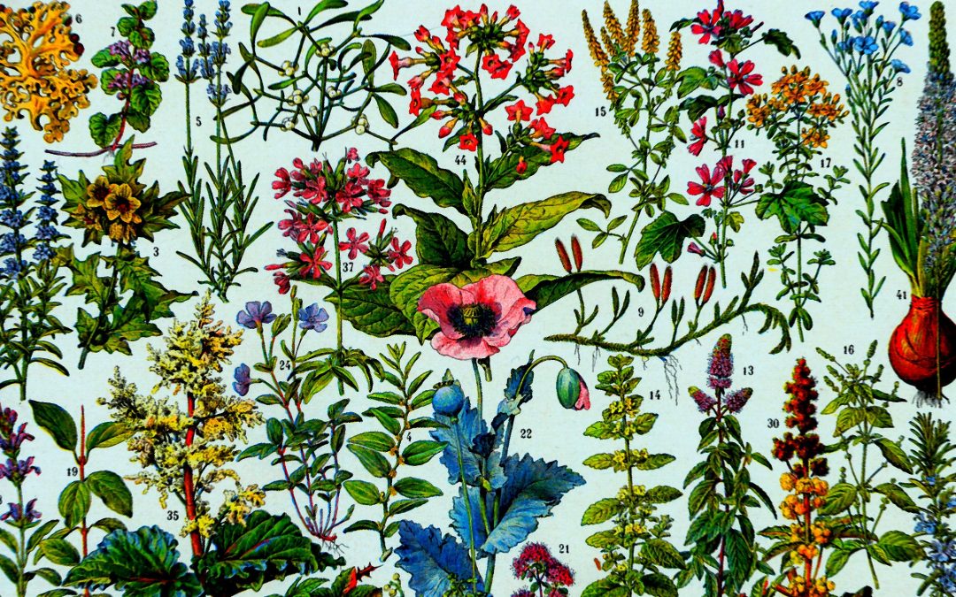 Władysław Szafer – ojciec botaniki polskiej