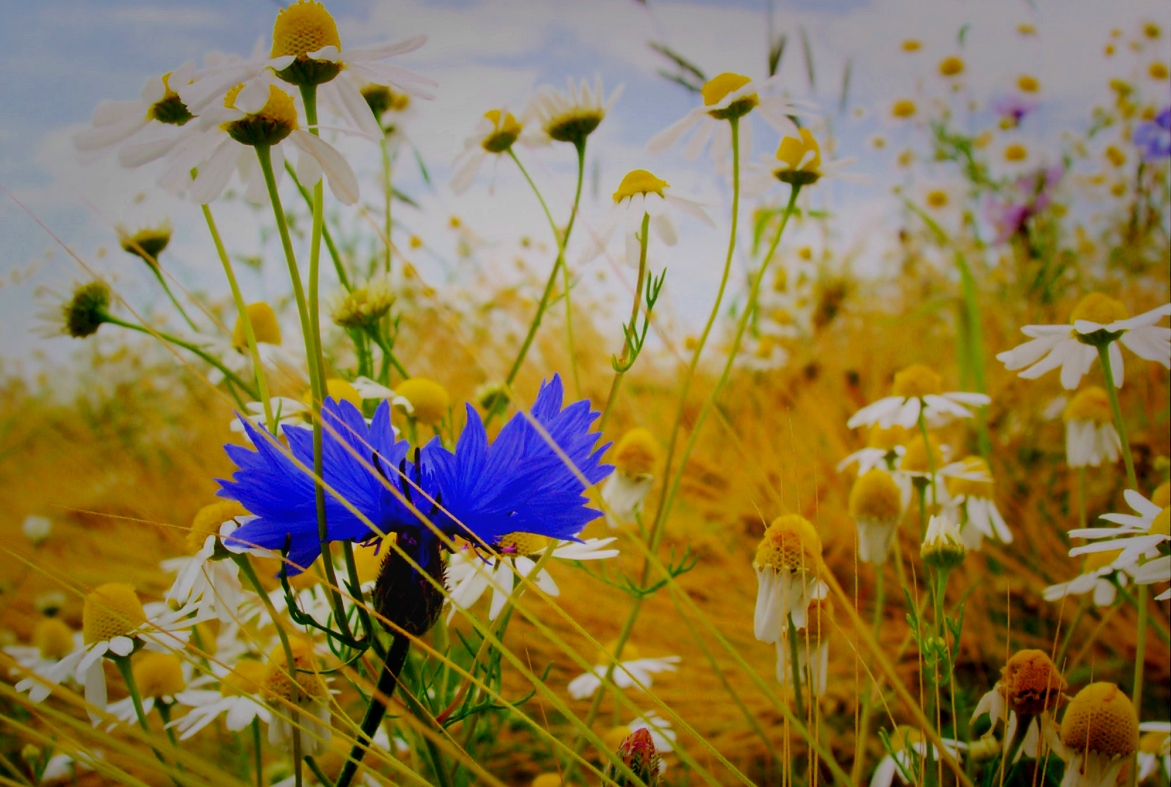 ars-florum-chwasty-01