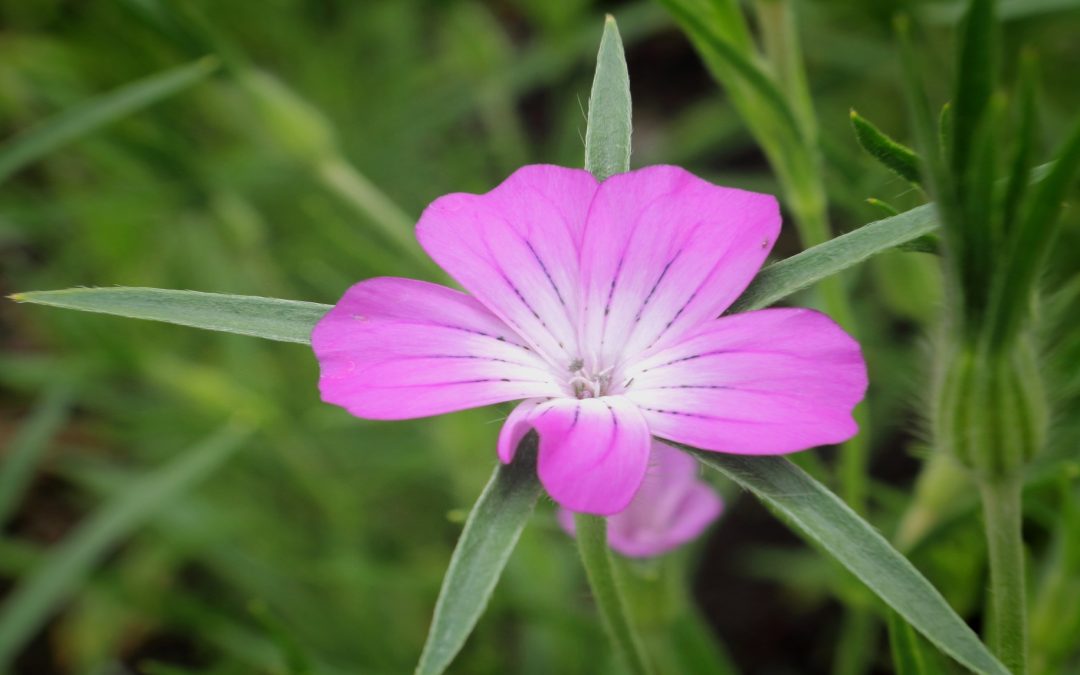Chwasty – ozdoba polskich pól i łąk
